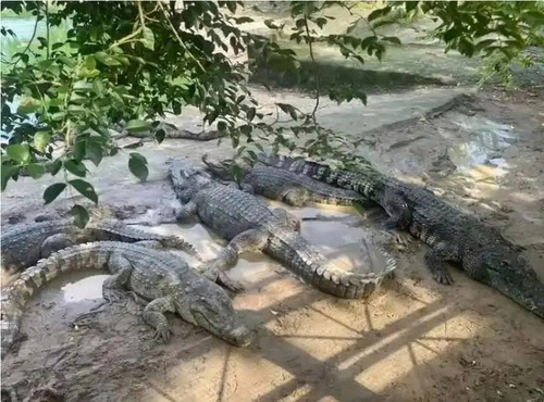 샴악어 [SCMP 제공]